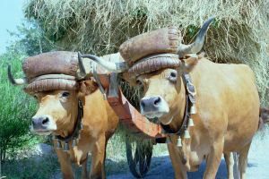 Portugal_oxen_cart