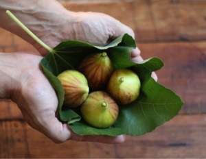 Fig_in_Hand
