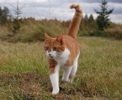 cat walking