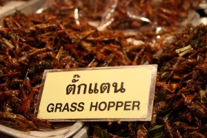 Grasshoppers