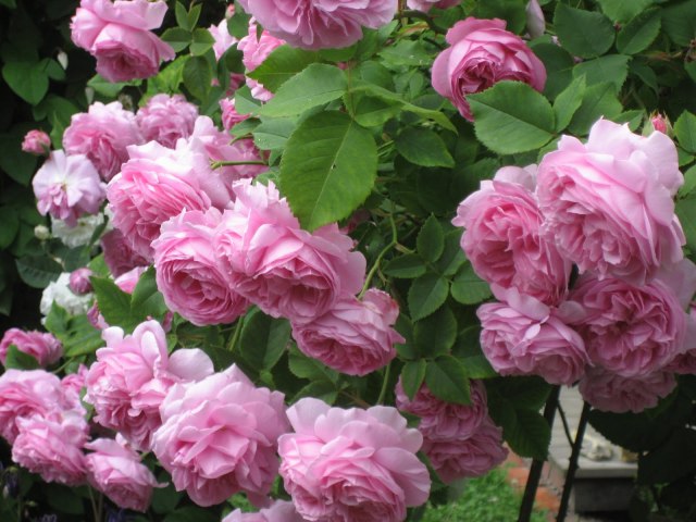 Garden Roses