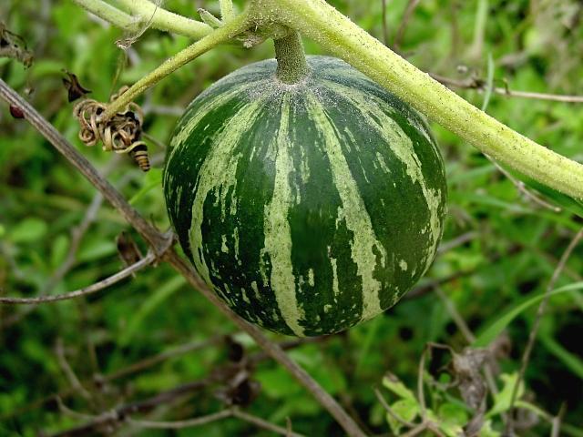 wild gourd