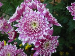 chrysanthemum
