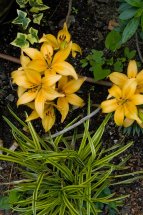 daylilies