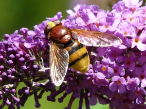 Volucella