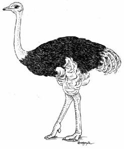 ostrich (2)