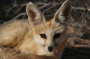 DESERT FOX