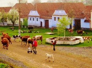cows in Romania