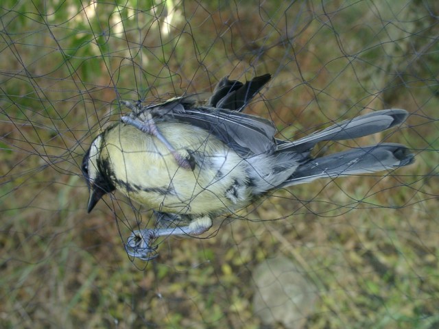 bird net