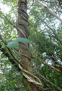 vine-strangling tree