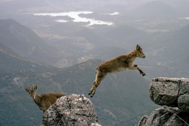mountain goats