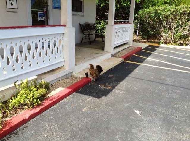 wild-chickens-in-cayman