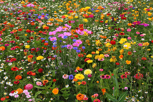 field-of-flowers