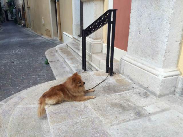 dog in Nice