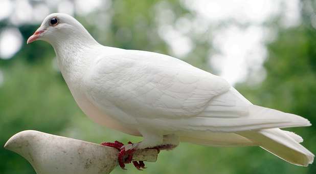 dove-white-perched