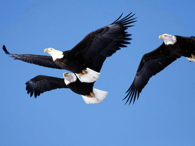 eagles
