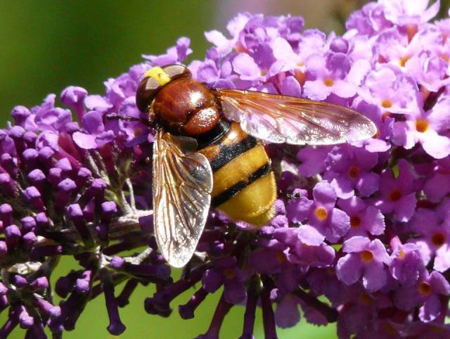 Volucella